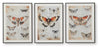 Jossletts Wall Art (Set of 3)
